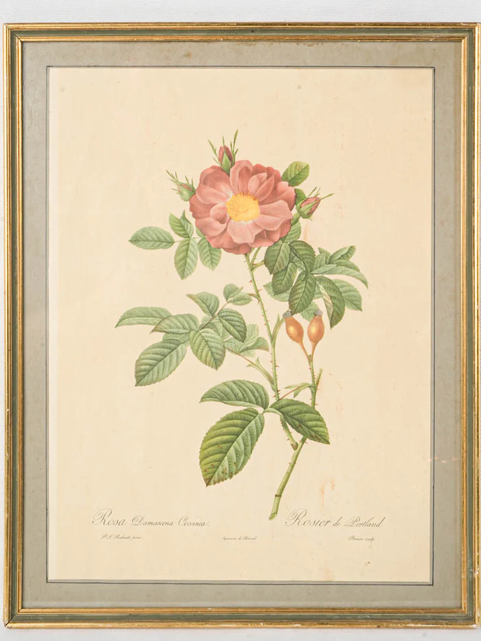 19th-Century Redouté Botanical Engraving - 18½" x 14½"
