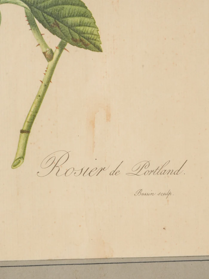 19th-Century Redouté Botanical Engraving - 18½" x 14½" - Image 4